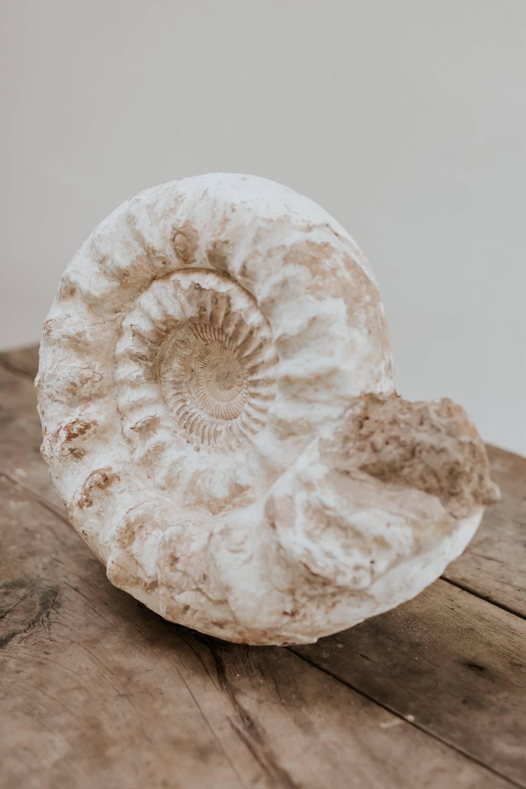 Malagasy Antique Ammonite, Cretaceous Period