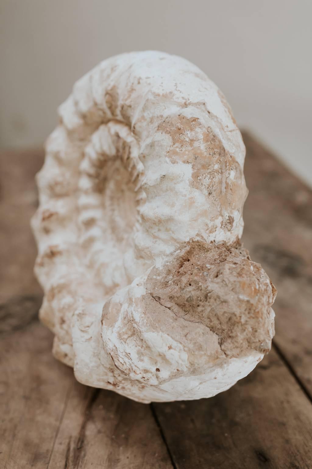 Antique Ammonite, Cretaceous Period In Good Condition In Brecht, BE