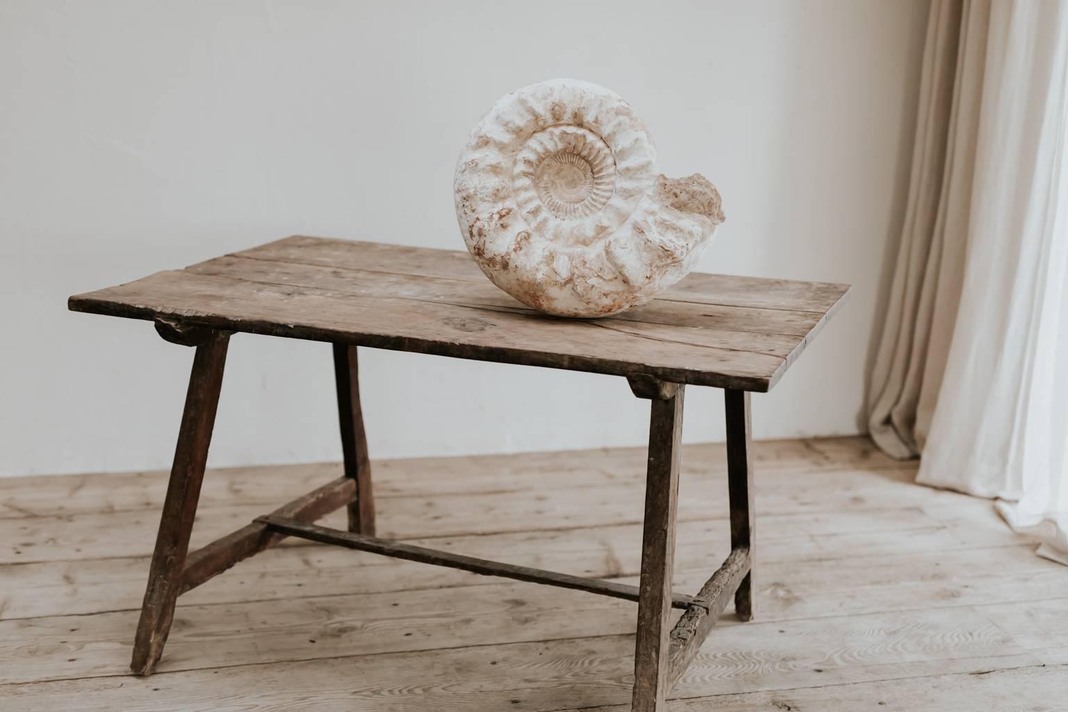 18th Century and Earlier Antique Ammonite, Cretaceous Period