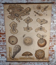 Grafico da parete antico Amoeba tedesco