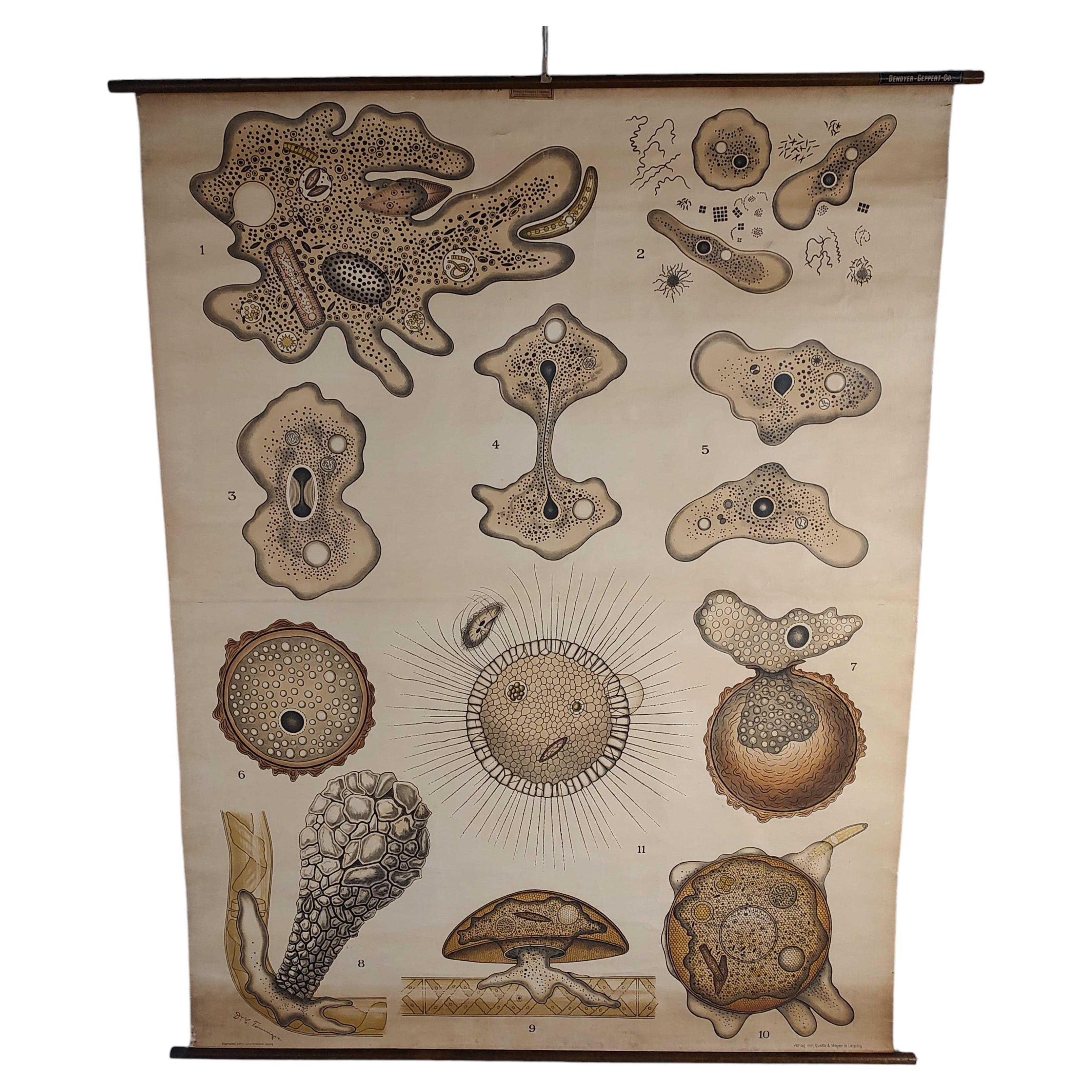 Antique Amoeba German Wall Chart