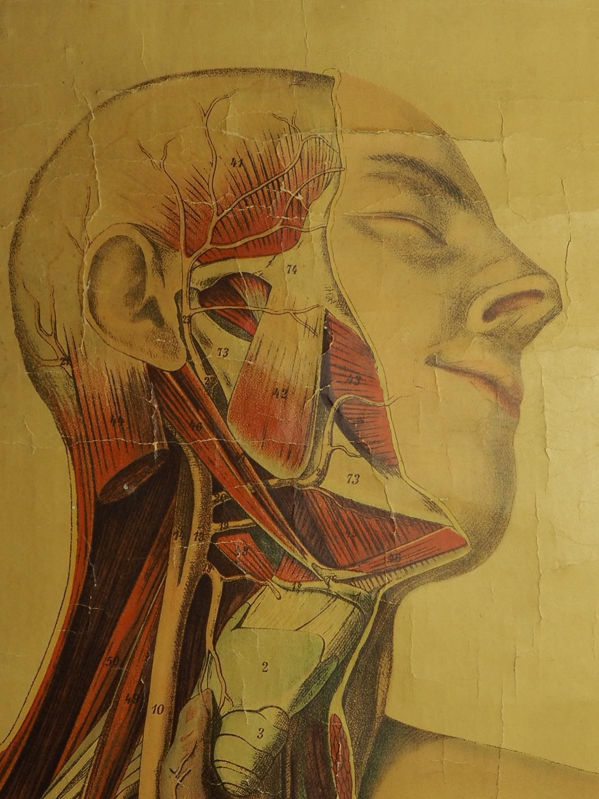 Tableau anatomique ancien (V.) Anatomie humaine signé par E. Hoelemann en vente 2