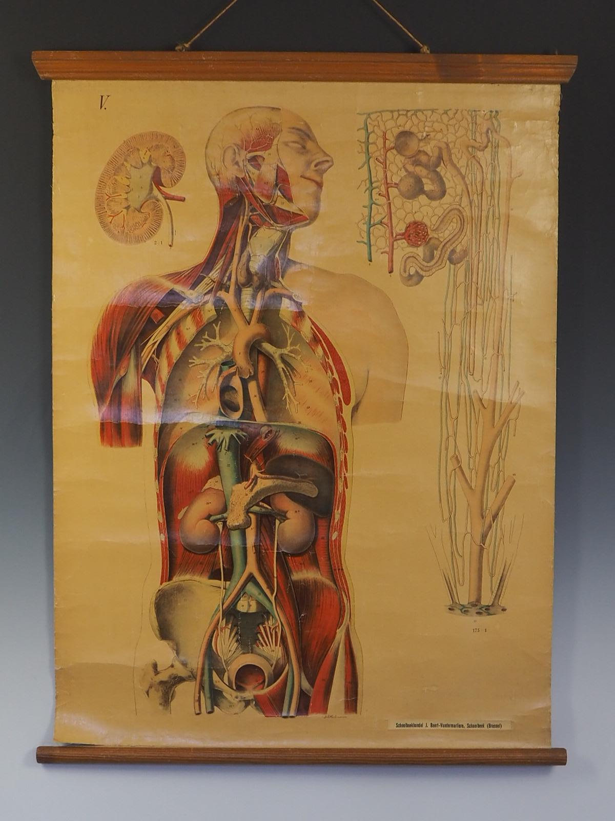 Description

Carte anatomique ancienne représentant le système circulatoire

Graphique numéro V. faisant partie de l'architecture de l'anatomie humaine conçu et signé par E.Hoelemann ca.1908

Impression couleur sur papier avec support en
