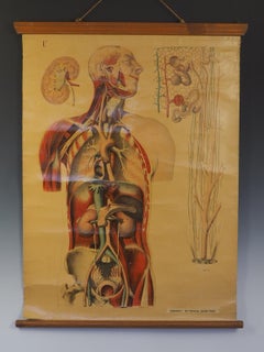 Antique Anatomical Chart (V.) Human Anatomy Circulatory Signed by E. Hoelemann