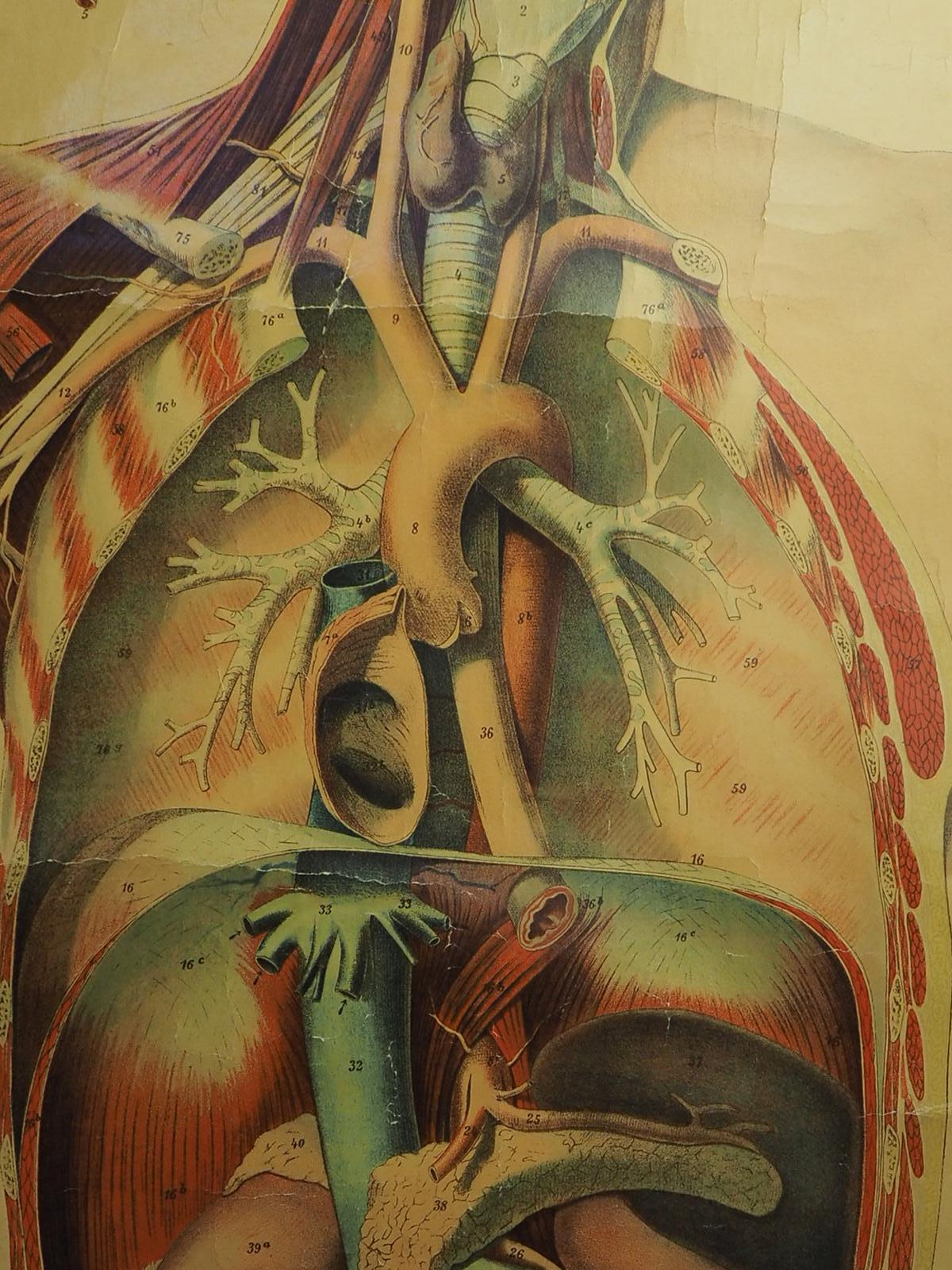 Antike Anatomische Zeichnung (V.) menschliche Anatomie, kreisförmig, signiert von E. Hoelemann (Leinen) im Angebot