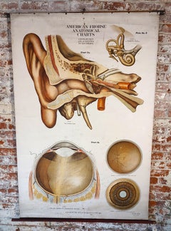 Antique Anatomical Ear & Eye Chart