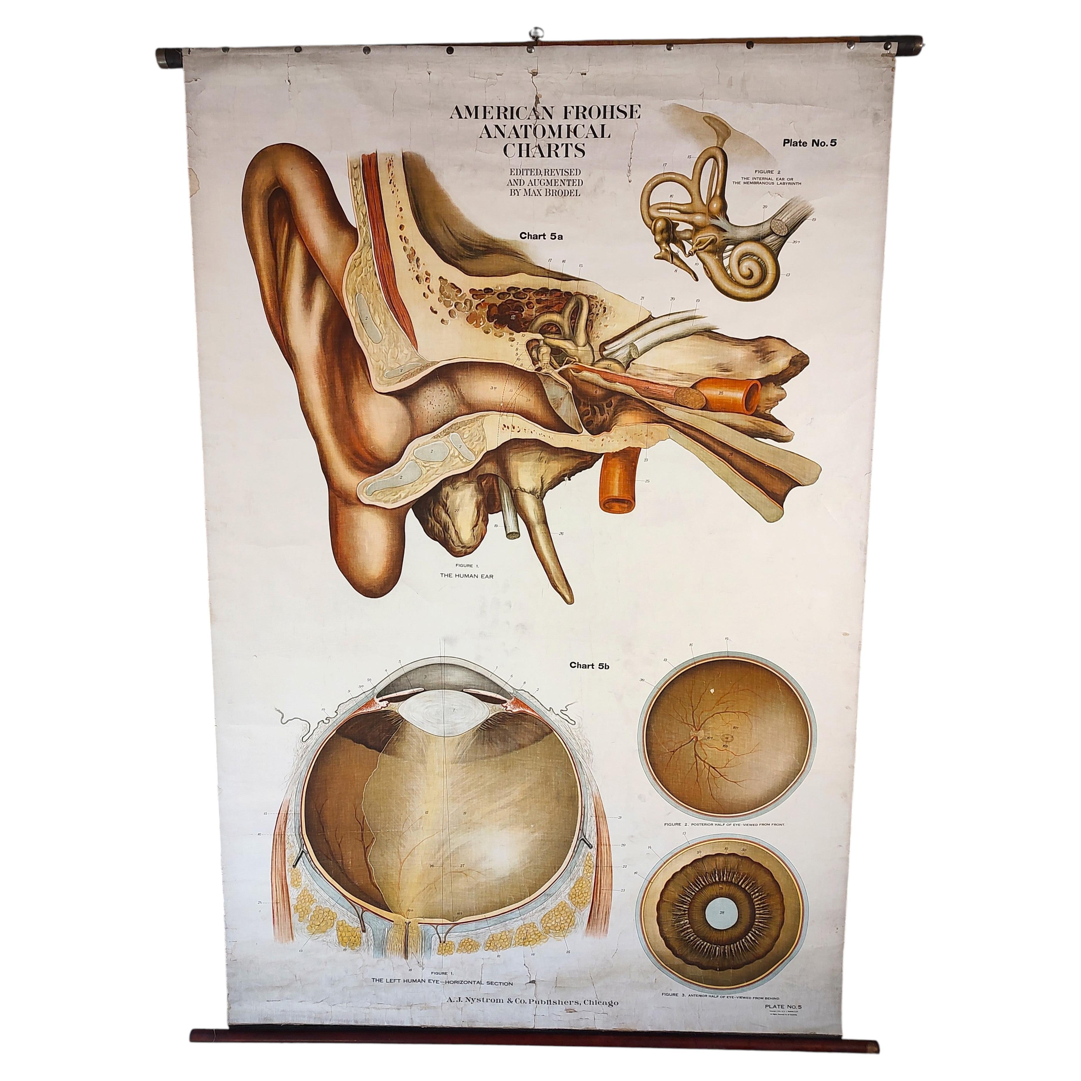 Antique Anatomical Ear & Eye Chart