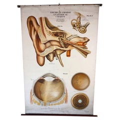 Antique Anatomical Ear & Eye Chart