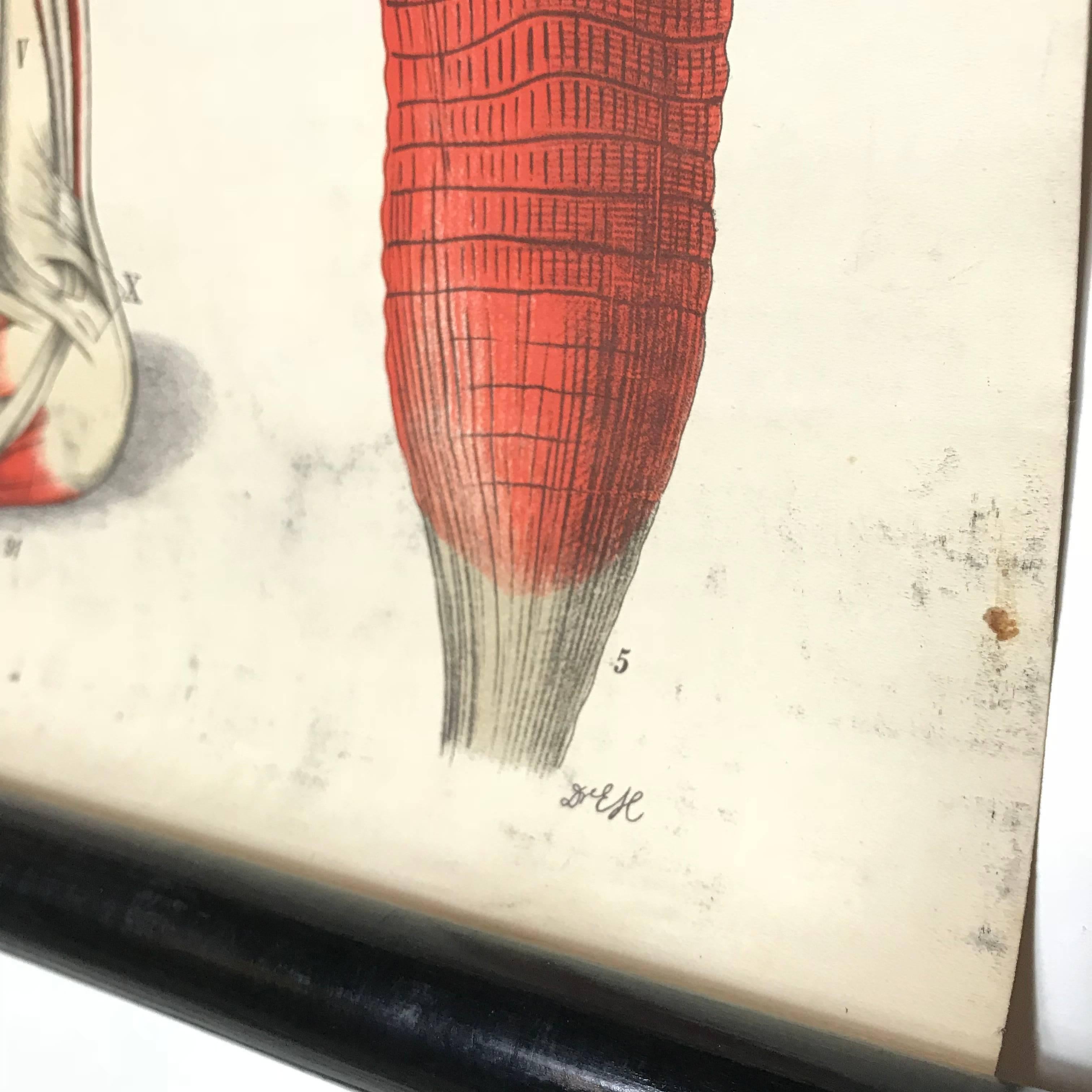 Antike antike Anatomische menschliche Front Muscular Structure Chart, 1920er Jahre, Deutschland (Laminiert)