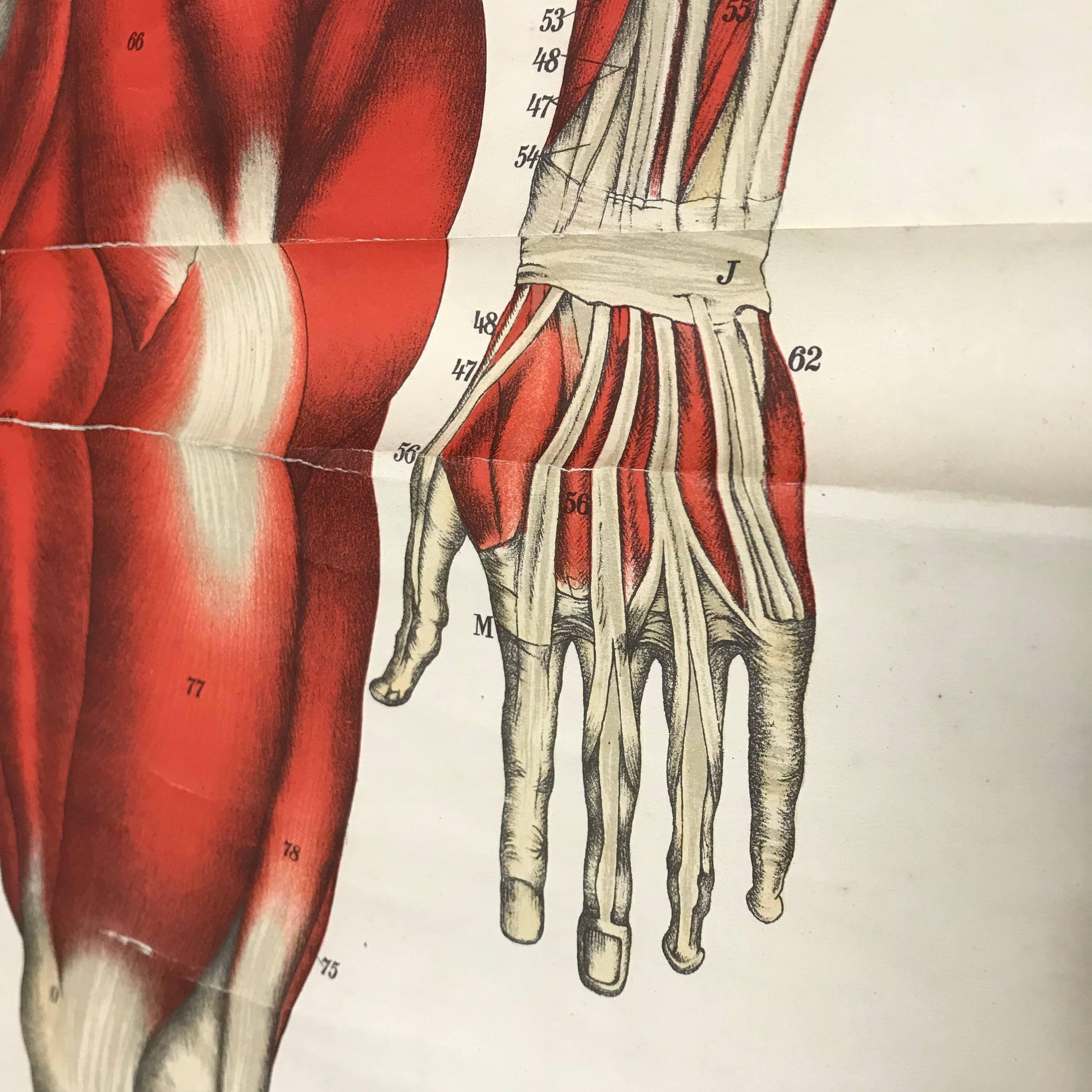 Antike antike Anatomische menschliche Front Muscular Structure Chart, 1920er Jahre, Deutschland im Zustand „Relativ gut“ in Biebergemund, Hessen