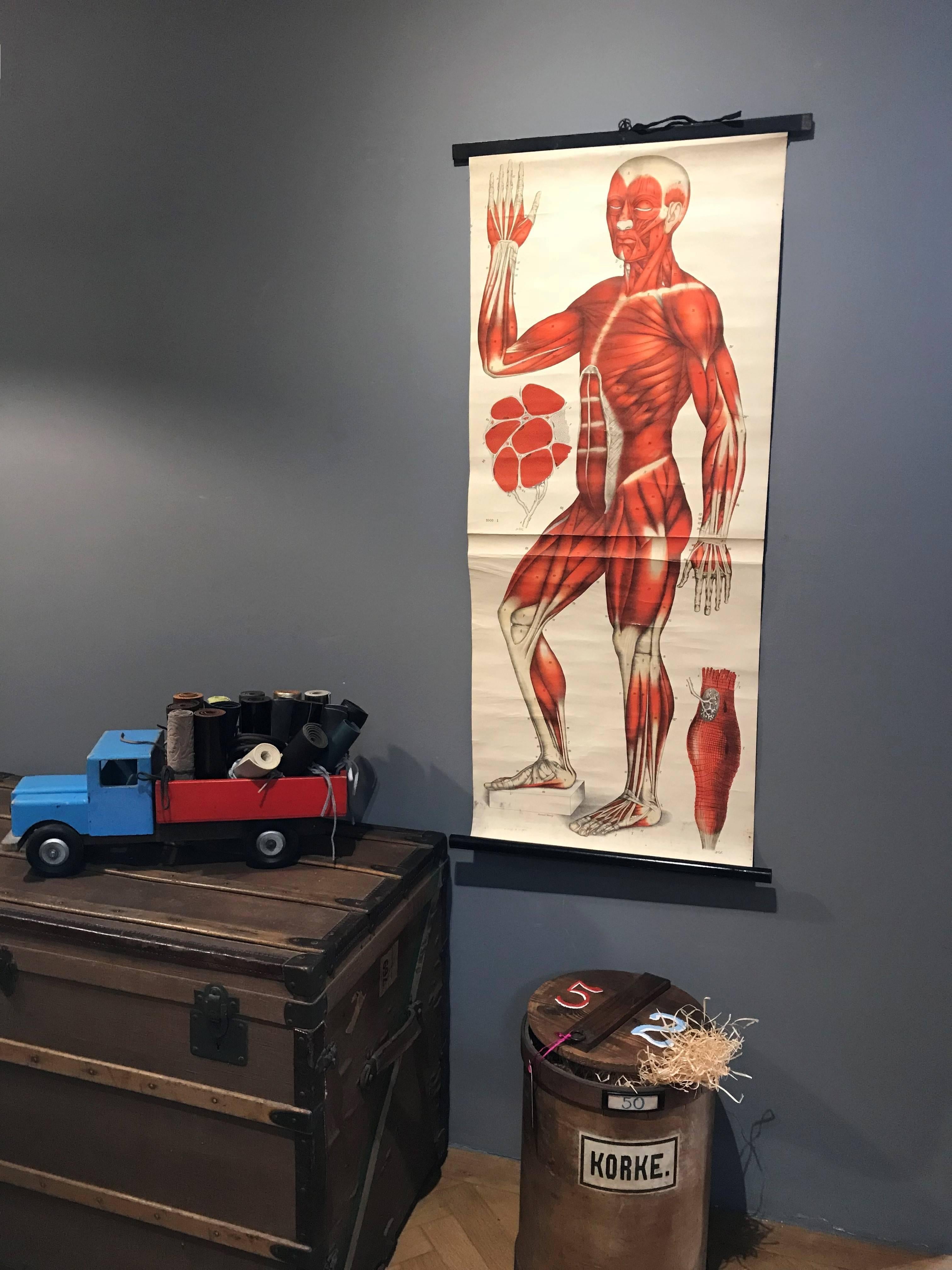 Antike antike Anatomische menschliche Front Muscular Structure Chart, 1920er Jahre, Deutschland (Frühes 20. Jahrhundert)