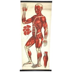 Antike antike Anatomische menschliche Front Muscular Structure Chart, 1920er Jahre, Deutschland