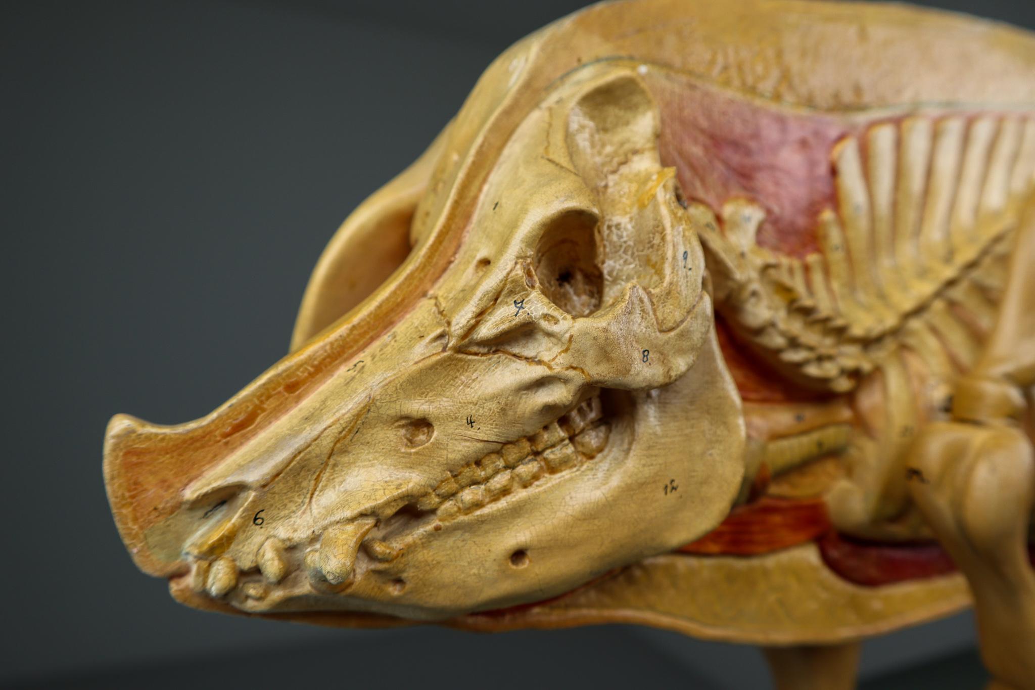 pig skeleton anatomy