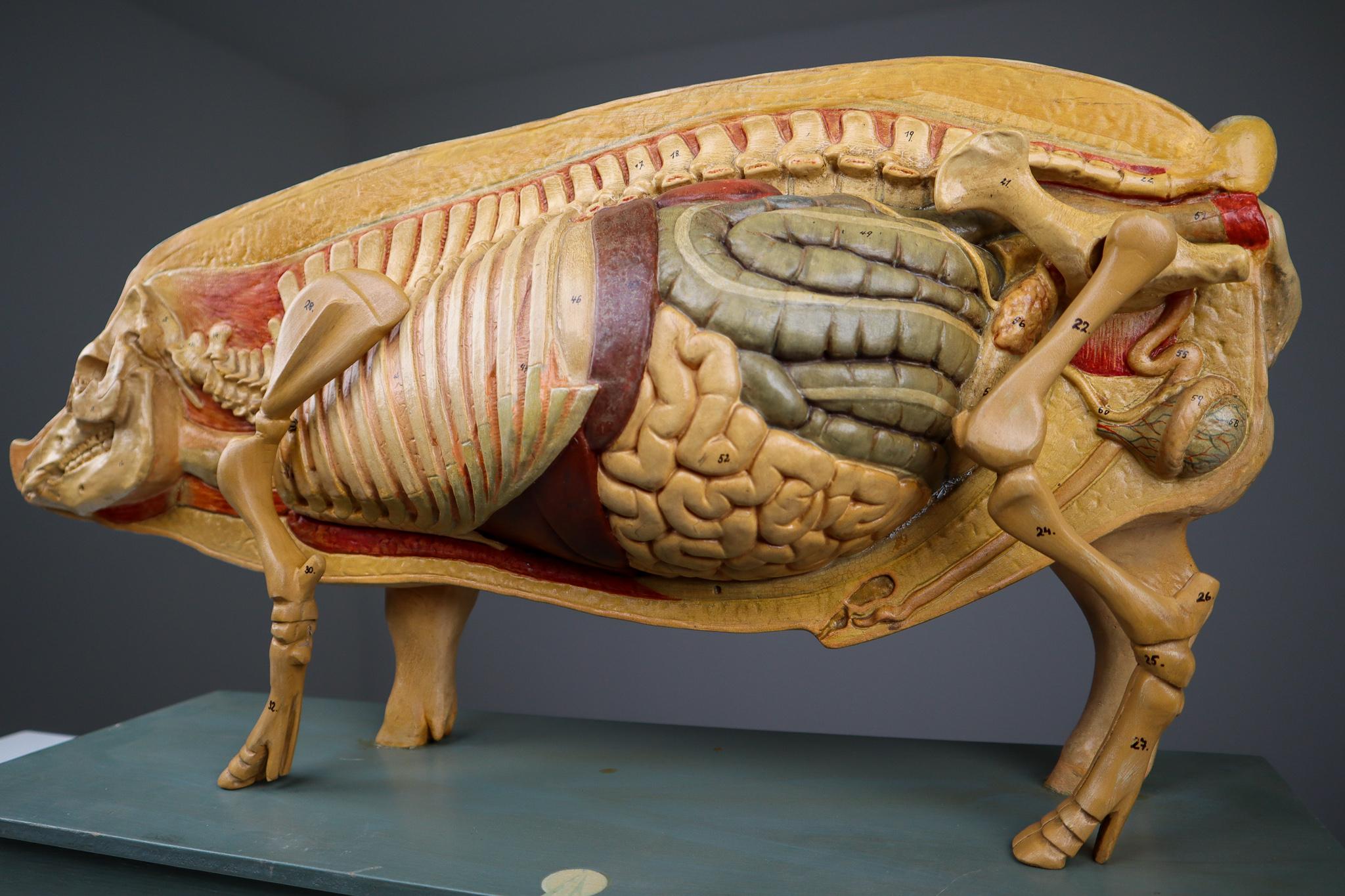 pig abdominal anatomy