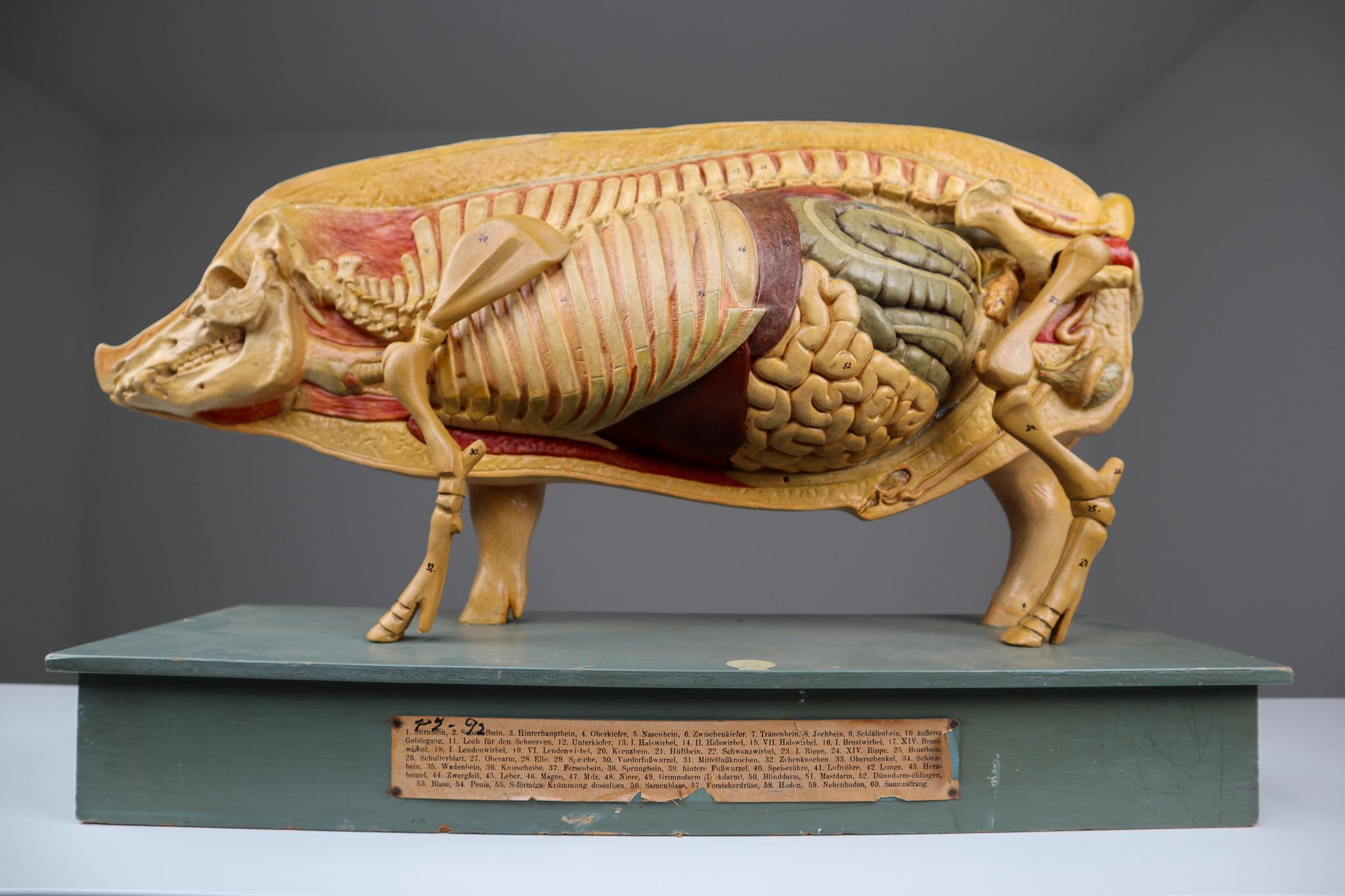 anatomy of pig