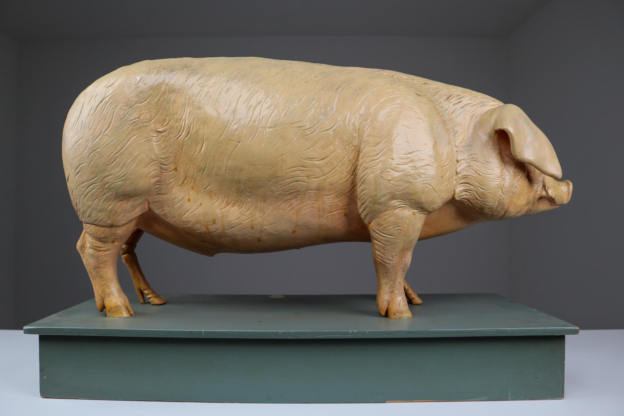 Bauhaus Antique Anatomical Model of a Pig Germany, 1930s
