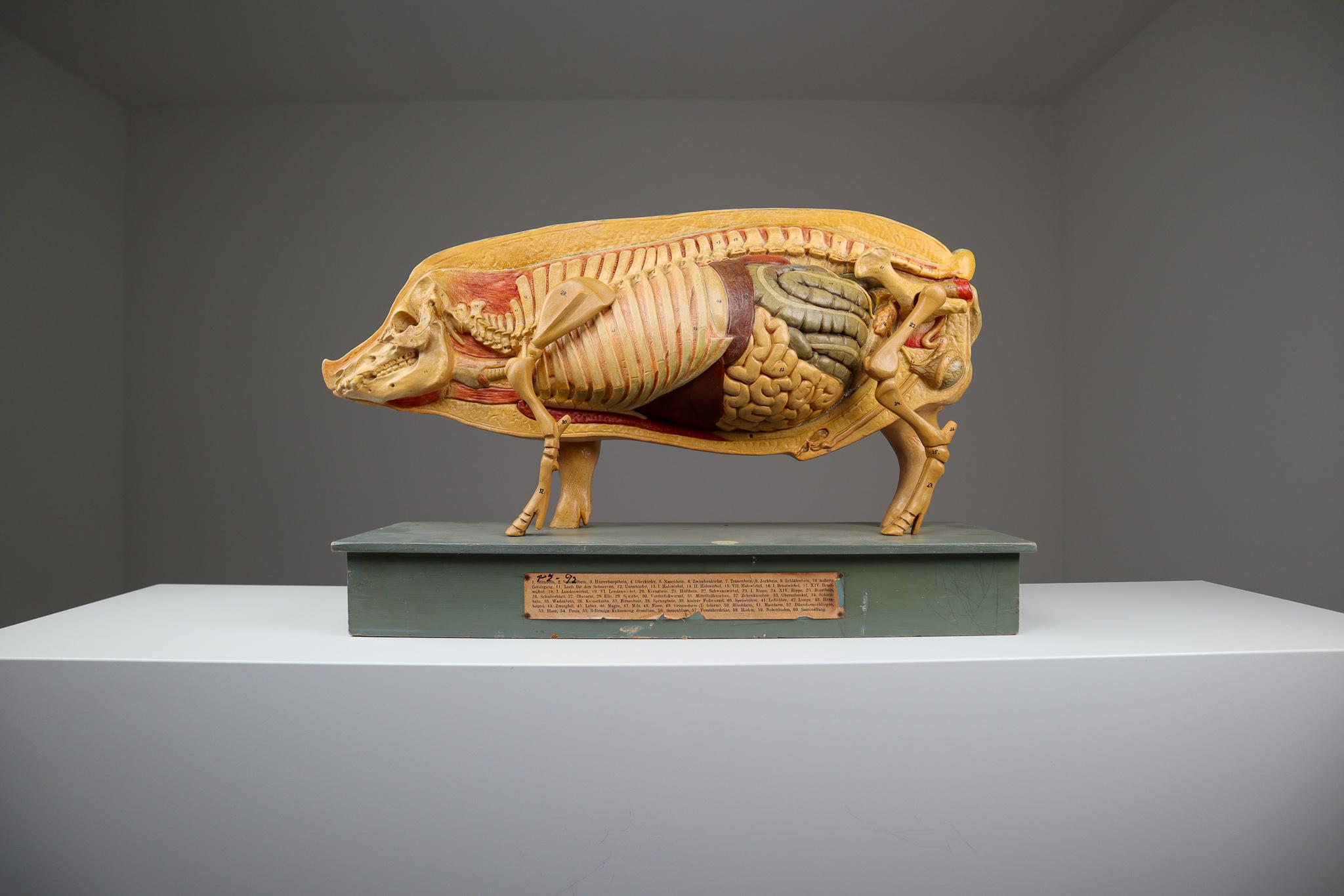 Plaster Antique Anatomical Model of a Pig Germany, 1930s