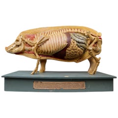 Modèle anatomique ancien d'un cochon Allemagne:: années 1930