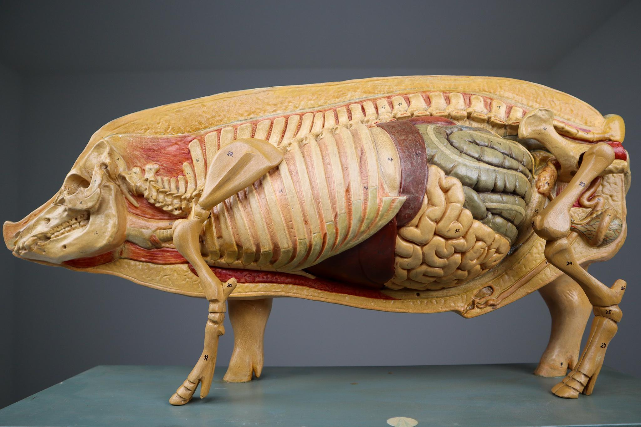 This anatomical pig model is unsigned but we believe it is by the German model maker Somso. The left side shows the hide right side the skeleton and abdominal organs. skeletons of the fore and hind extremities are removable. altogether into 3 parts.