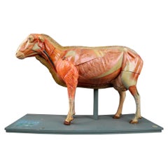 Antique Anatomical Model of a Sheep, Manufactured by Somso, Germany, 1910