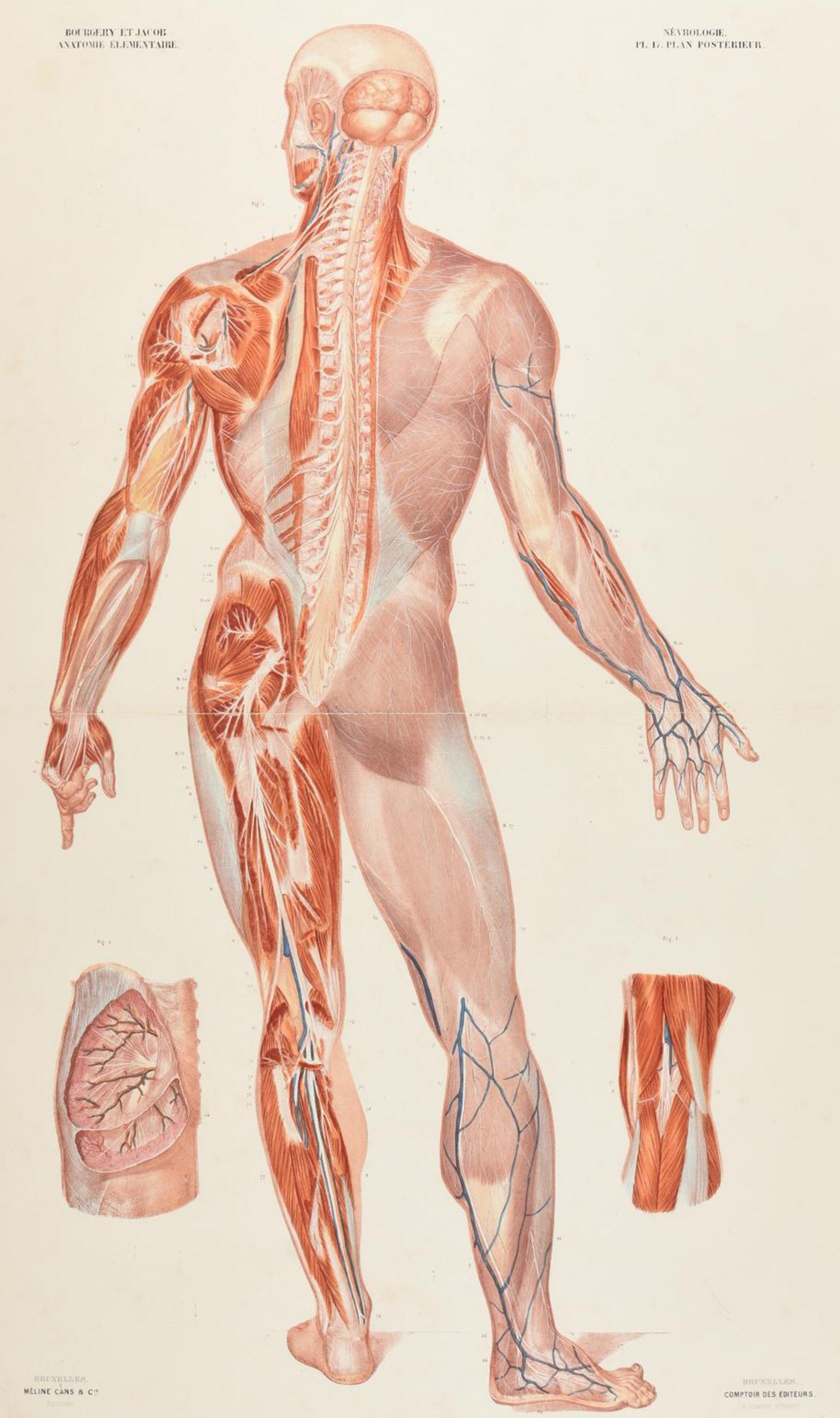 Coloured anatomical plate (no. 17), showing the nervous system in the human body. From Jean-Baptiste Bourgery's 'Anatomie élementaire', published 1843, illustrated by Nicolas-Henri Jacobs. With text captions in corners.
