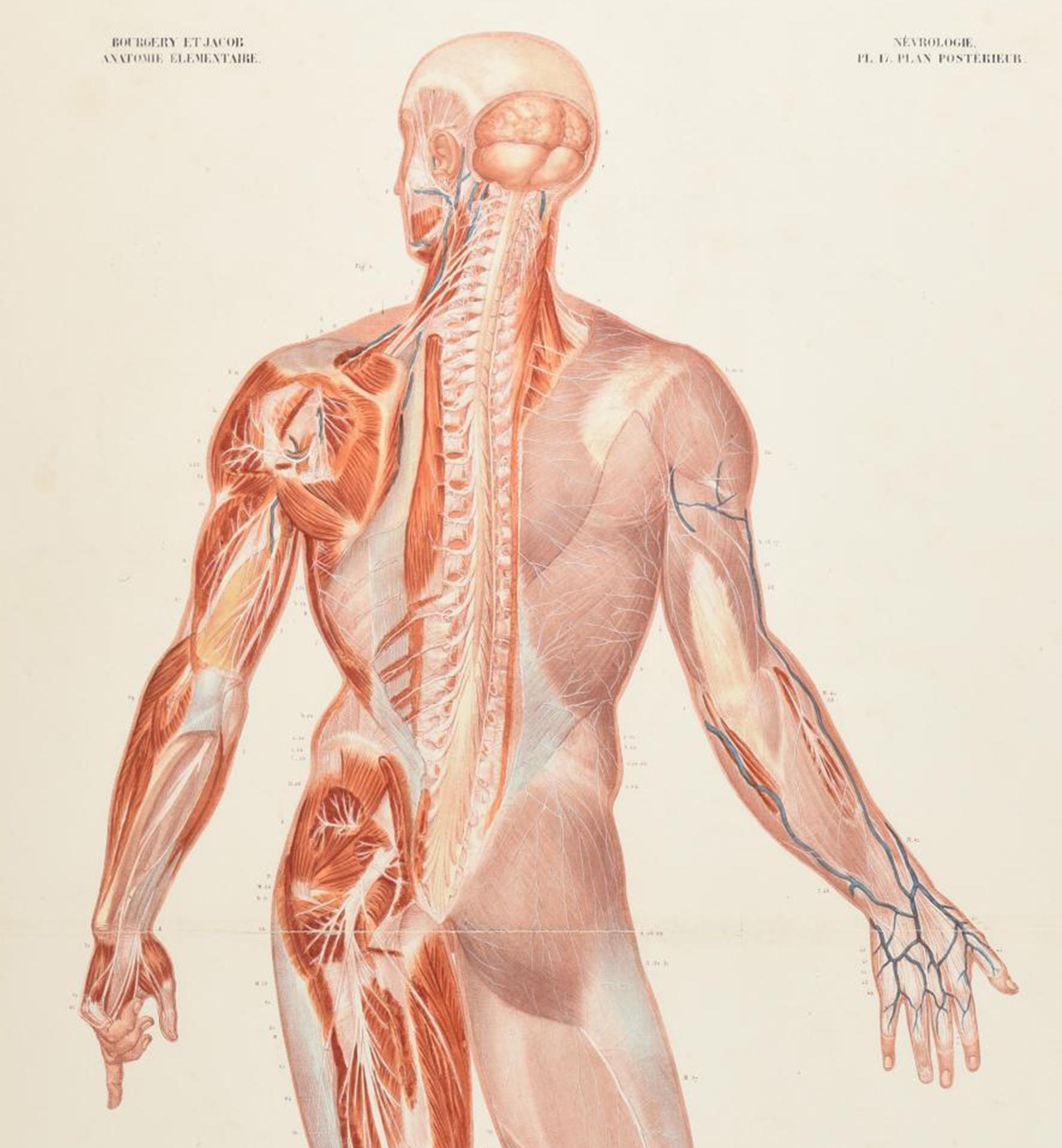 plans of the body anatomy