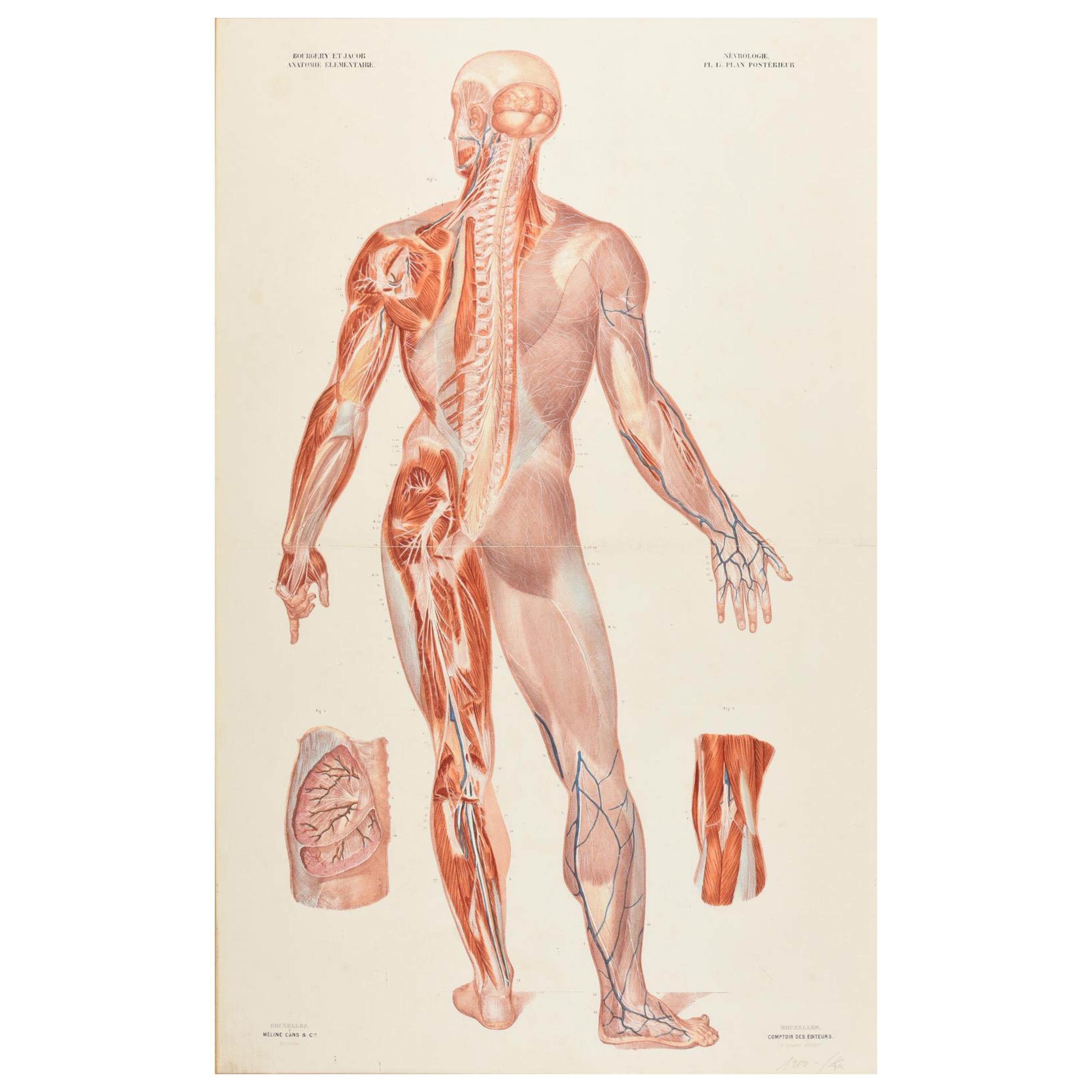 Antiker Anatomischer Druck des Nervoussystems im menschlichen Körper '1843'