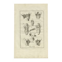 Gravure ancienne d'anatomie de la tête et du cou, 1798