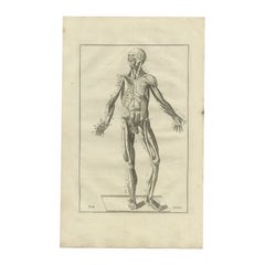 Incisione antica di anatomia del sistema muscolare, 1798