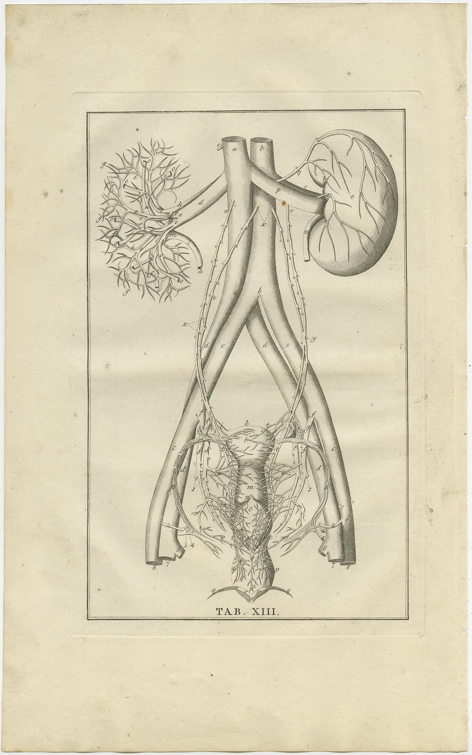 Stampa antica di anatomia del sistema endocrino con reni, utero e altro. 

Questa stampa proviene da 