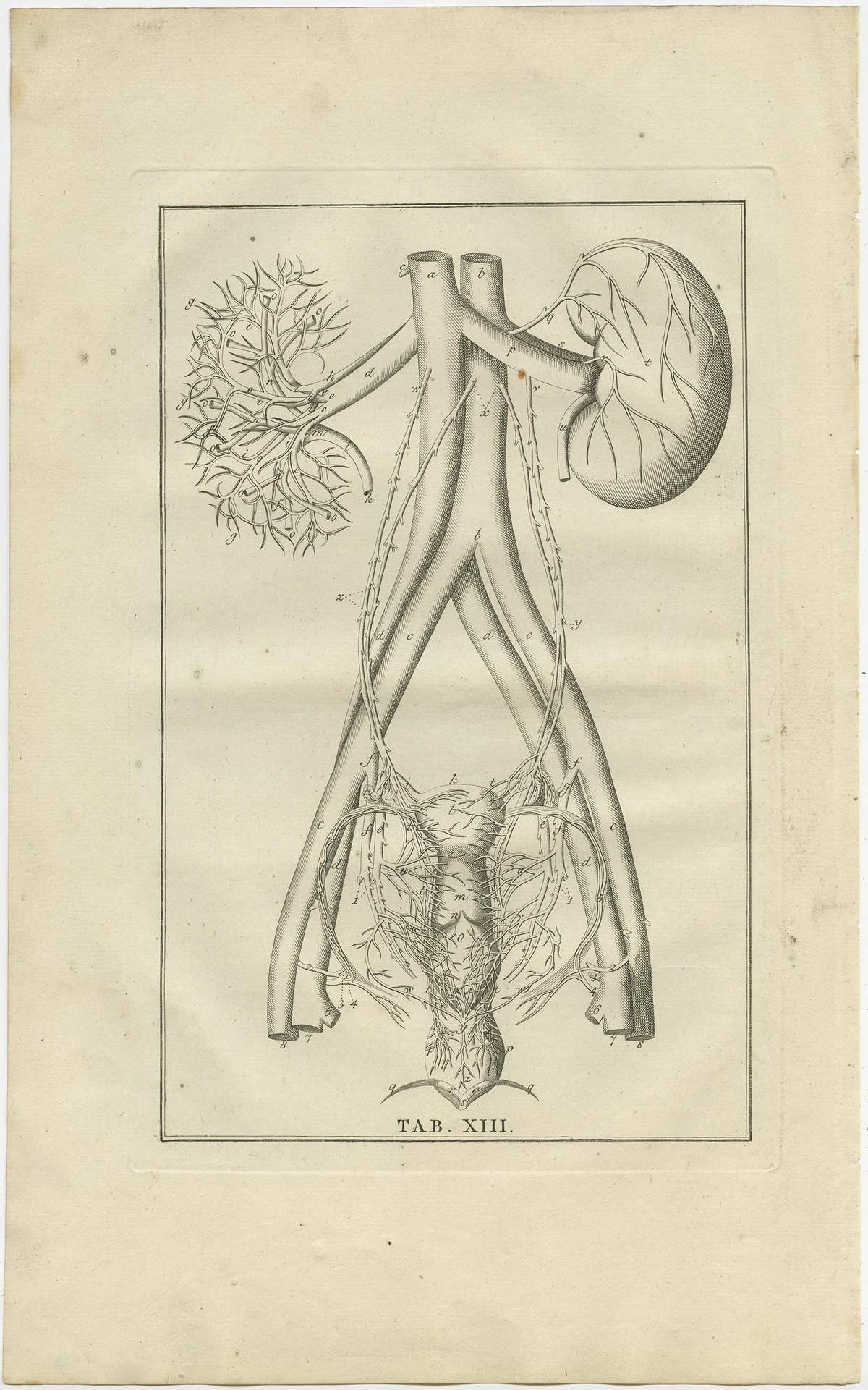 Antique Anatomy Print of the Endocrine System Showing Kidneys, Uterus, etc, 1798