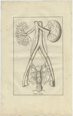 Antique Anatomy Print of the Endocrine System Showing Kidneys, Uterus, etc, 1798