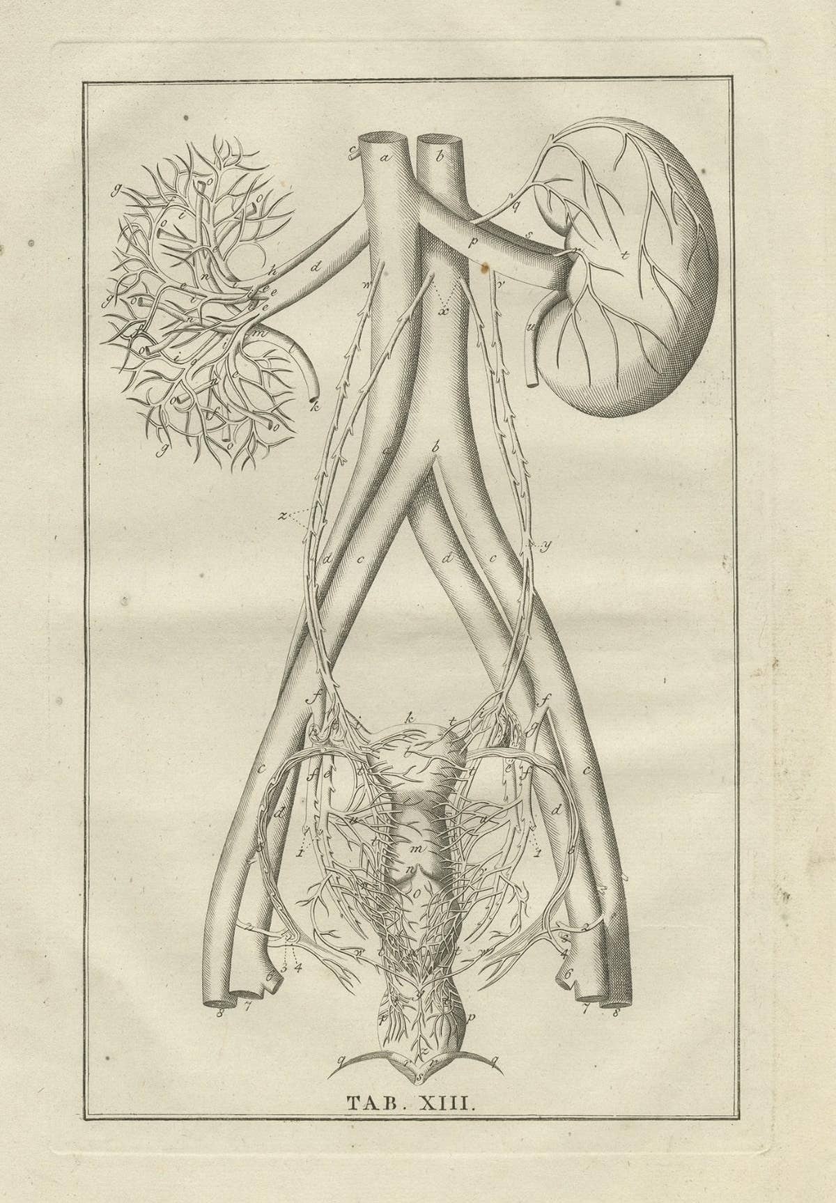 Antique Anatomy Print of the Endocrine System Showing Kidneys, Uterus, etc, 1798