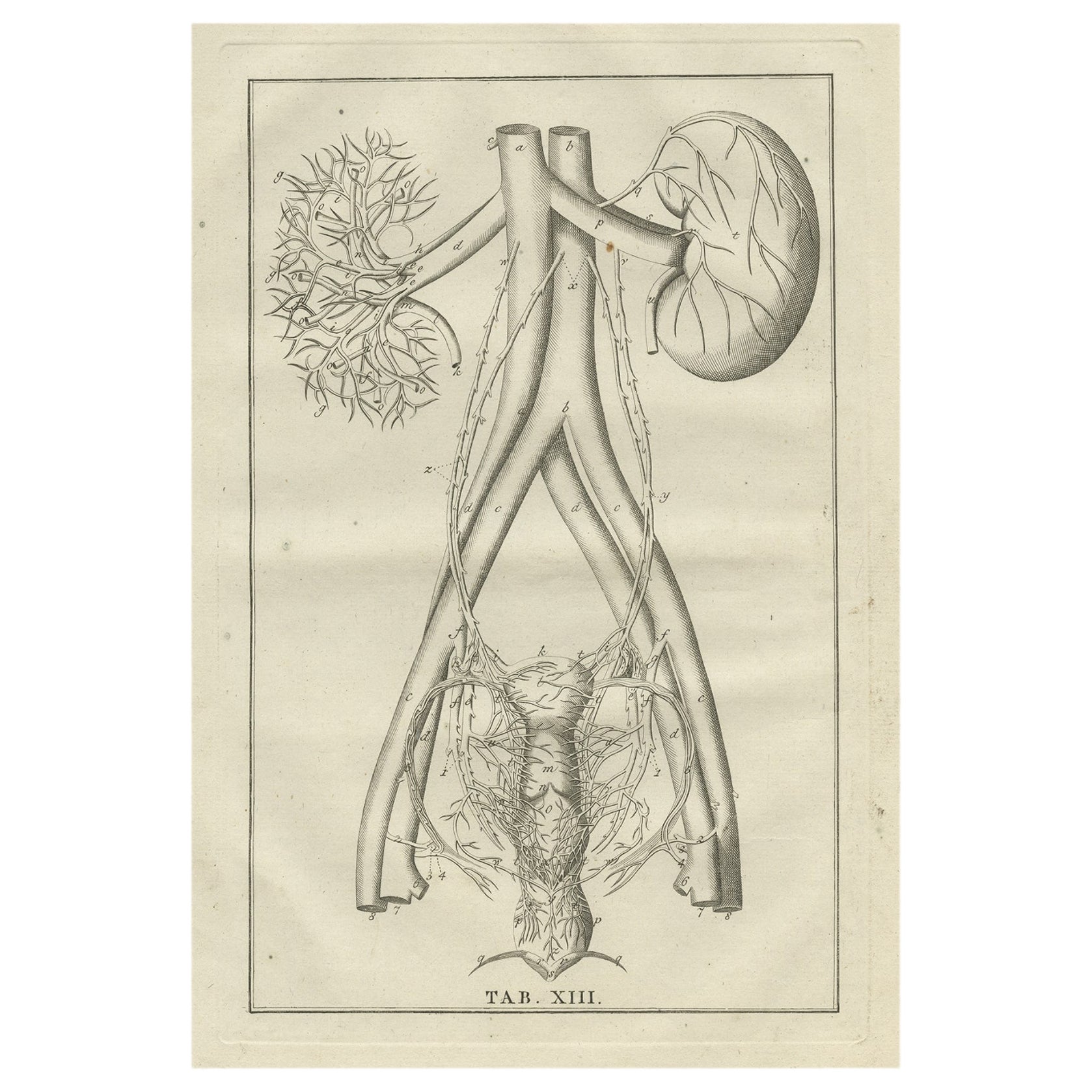 Antique Anatomy Print of the Endocrine System Showing Kidneys, Uterus, etc, 1798