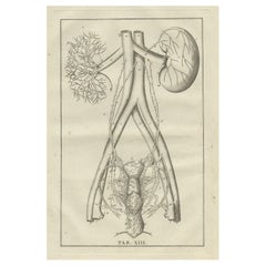 Antiker Anatomiedruck des Endocrinesystems, der Knochen,terus usw. zeigt, 1798