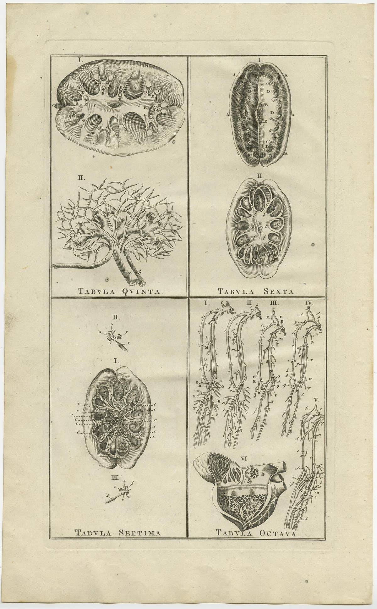 Antique Anatomy Print of the Endocrine System Showing Kidneys, Veins, Etc., 1798