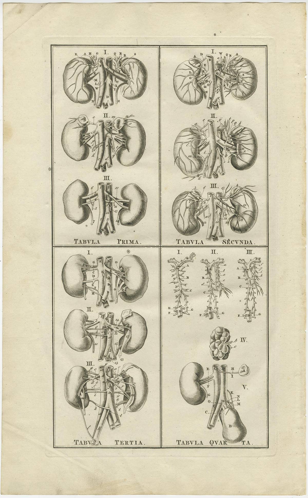 Antique Anatomy Print of the Endocrine System Showing Kidneys, Veins, etc., 1798