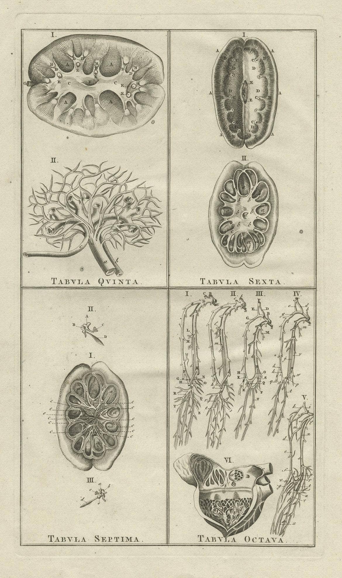 Antique Anatomy Print of the Endocrine System Showing Kidneys, Veins, Etc., 1798