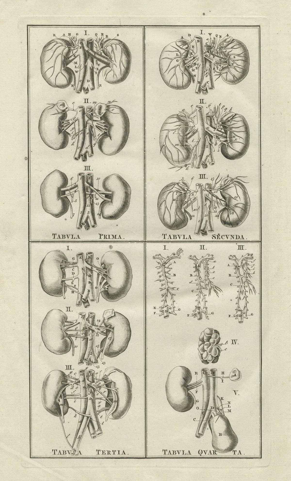 Antique Anatomy Print of the Endocrine System Showing Kidneys, Veins, etc., 1798