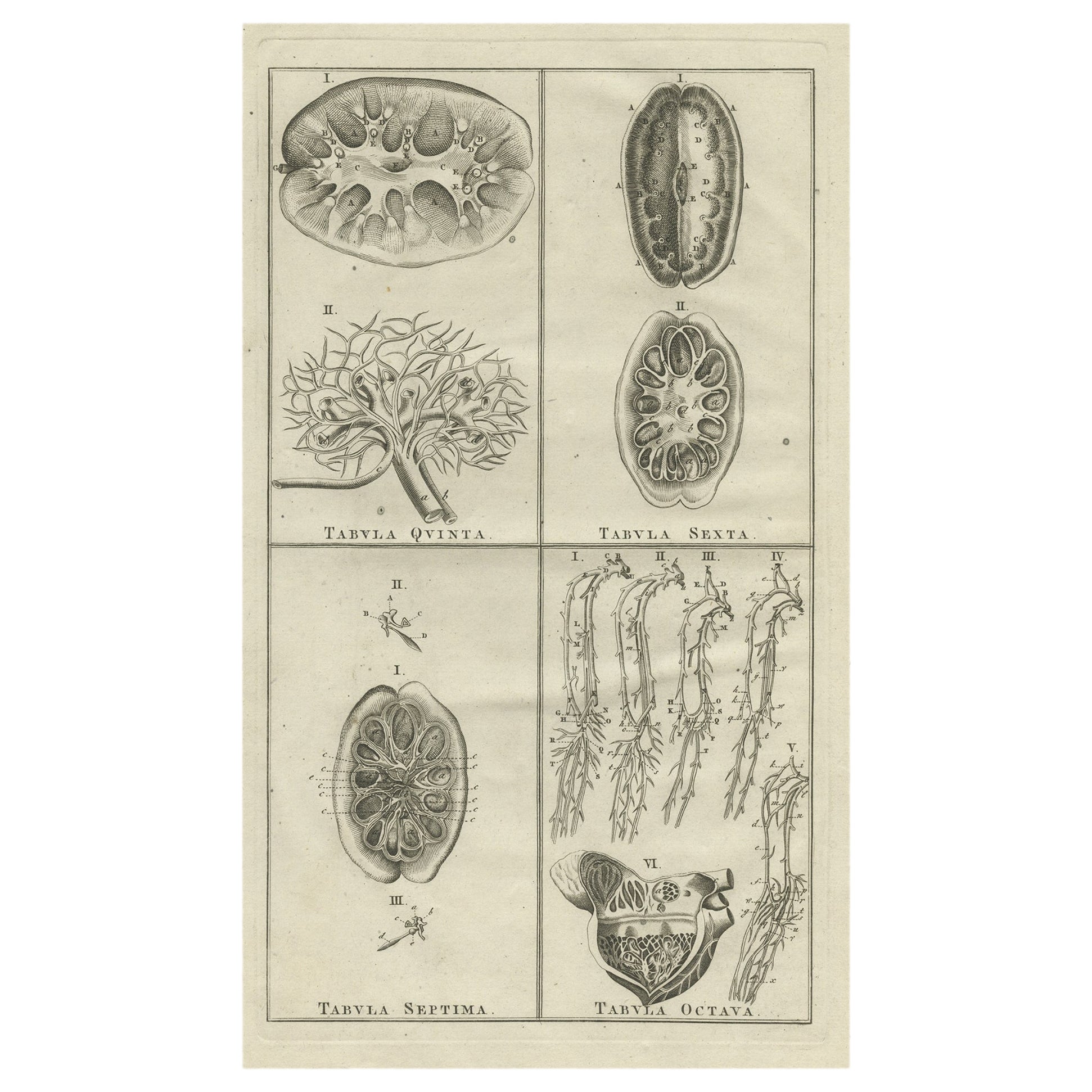Antique Anatomy Print of the Endocrine System Showing Kidneys, Veins, Etc., 1798