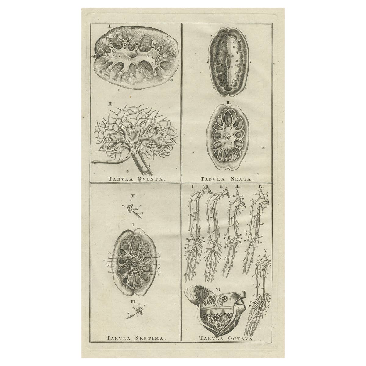Antique Anatomy Print of the Endocrine System Showing Kidneys, Veins, Etc., 1798