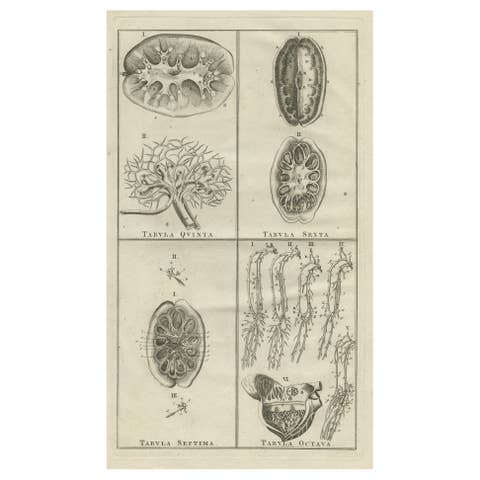 Antique Anatomy Print of the Endocrine System Showing Kidneys, Veins, Etc., 1798