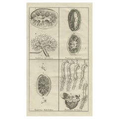 Antiker Anatomiedruck des Endocrinesystems, der Knochen zeigt, Adern, Etc., 1798