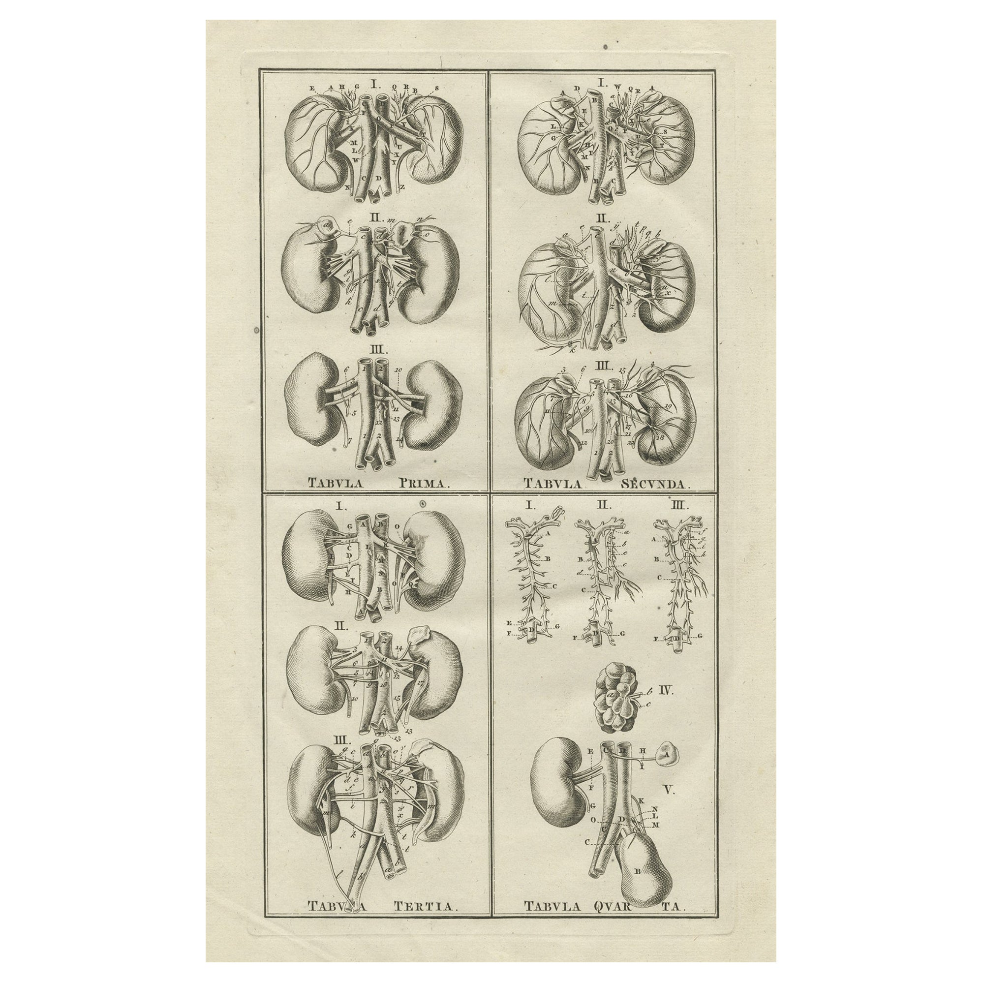 Antique Anatomy Print of the Endocrine System Showing Kidneys, Veins, etc., 1798