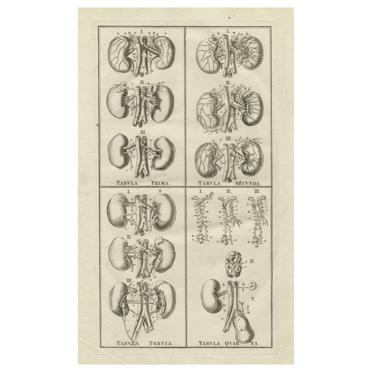Antique Anatomy Print of the Endocrine System Showing Kidneys, Veins, etc., 1798