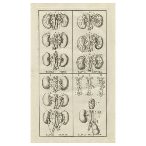 Antique Anatomy Print of the Endocrine System Showing Kidneys, Veins, etc., 1798