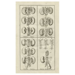 Antiker Anatomiedruck des Endocrinesystems, der Knochen, Adern usw. zeigt, 1798