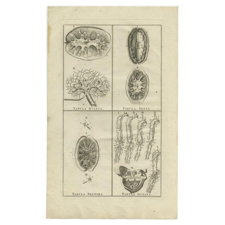 Antique Anatomy Print of the Endocrine System Showing Kidneys, Veins ...