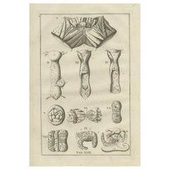 Stampa antica di anatomia degli organi riproduttivi femminili, 1798