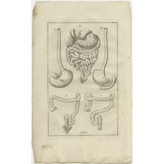 Antique Anatomy Print of the Gastrointestinal Tract, 1798